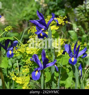 Wunderschöner Frühlingskontrast von holländischer Iris 'Blue Magic' und säuregelbem Smyrnium perfoliatum im britischen Garten April Stockfoto