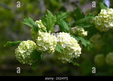 Weiße Frühlingsblumen von Schneeballbaum, Viburnum opulus „Roseum“ UK April Stockfoto