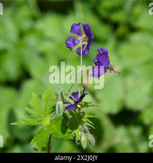 Zarte, satte violette Frühlingsblumen aus harter Geranie oder Kraneschnabel Lily Lovell im britischen Garten Stockfoto