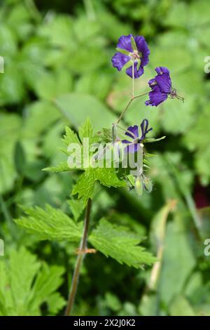 Zarte, satte violette Frühlingsblumen aus harter Geranie oder Kraneschnabel Lily Lovell im britischen Garten Stockfoto