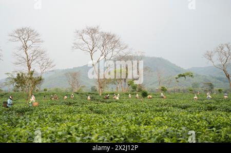 Bokakhat, Indien. 20. April 2024. Frauen, die Teepupfer pflücken, auf einem Teegut in Bokakhat, Assam, Indien. Die Teebranche in Assam ist eine Stockfoto