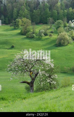 Blühender Obstbaum im Naturpark Schwäbisch-Fränkischer Wald, Frühling, Limpurger Berge, Limpurger Land, Michelbach, Bilz, April Stockfoto