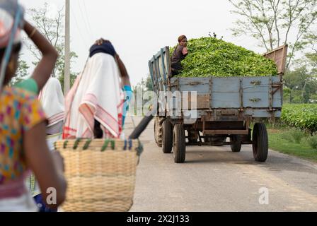 Bokakhat, Indien. 20. April 2024. Ein Truck mit Teeblättern, der nach der Abholung von einem Teegut in Bokakhat, Assam, Indien, verarbeitet wird. Die Stockfoto