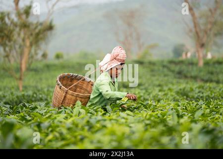 Bokakhat, Indien. 20. April 2024. Frauen, die Teepupfer pflücken, auf einem Teegut in Bokakhat, Assam, Indien. Die Teebranche in Assam ist eine Stockfoto