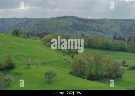 Frühling im Naturpark Schwäbisch-Fränkischer Wald, Obstblüten, Obstbaum, Limpurger Berge, Buchhorn, Limpurger Land, Michelbach, Bilz Stockfoto