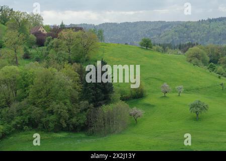 Frühling im Naturpark Schwäbisch-Fränkischer Wald, Obstblüten, Obstbaum, Limpurger Berge, Buchhorn, Limpurger Land, Michelbach, Bilz Stockfoto