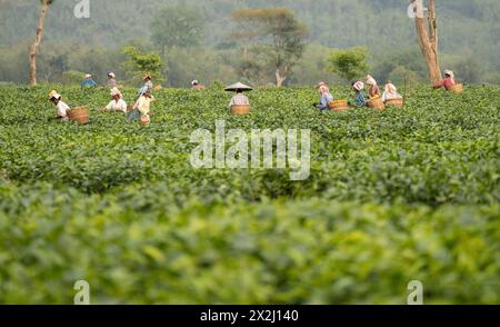 Bokakhat, Indien. 20. April 2024. Frauen, die Teepupfer pflücken, auf einem Teegut in Bokakhat, Assam, Indien. Die Teebranche in Assam ist eine Stockfoto