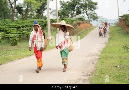 Bokakhat, Indien. 20. April 2024. Frauen, die Teepupfer pflücken, kehren zurück, nachdem sie Teeblätter auf einem Teegut in Bokakhat, Assam, Indien, gepflückt haben. Die Teebranche in Stockfoto