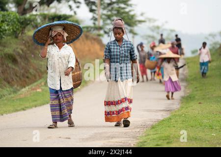 Bokakhat, Indien. 20. April 2024. Frauen, die Teepupfer pflücken, kehren zurück, nachdem sie Teeblätter auf einem Teegut in Bokakhat, Assam, Indien, gepflückt haben. Die Teebranche in Stockfoto