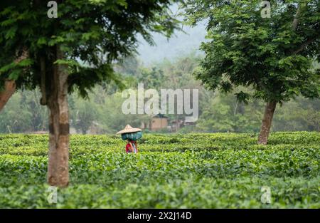 Bokakhat, Indien. 20. April 2024. Frauen Teepupfer tragen Teeblätter Beutel auf dem Kopf, als sie nach dem Pflücken von Teeblättern auf einem Teegut in zurückkehren Stockfoto