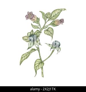 Belladonna-Zweig mit Blättern, Beeren und Blumen in Aquarellfarben. Botanische realistische Illustration. Zur Verpackung von Arzneimitteln, Postkarten, gedruckten Produkten Stockfoto