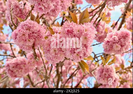 Frühlingskirschblüten hängen vom Baum, Nahaufnahme von saisonaler Schönheit Stockfoto