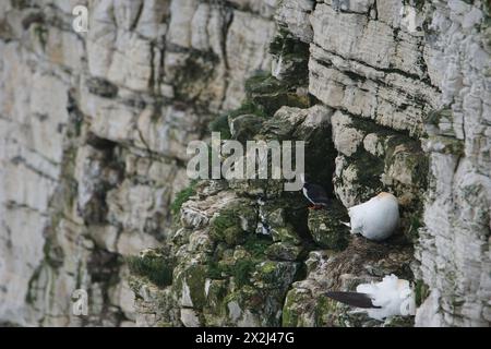 Atlantischer Puffin (Fratercula arctica) und ein Gannet (Morus bassanus) auf den Bempton Cliffs, East Riding of Yorkshire, Großbritannien Stockfoto