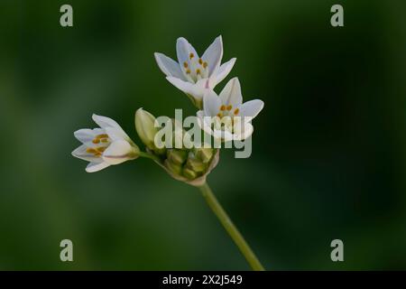 Feine falsche Knoblauchblüten, auch bekannt als Honeybells Stockfoto