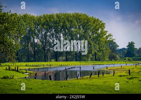 Bislicher Insel, Naturschutzgebiet am Niederrhein bei Xanten, entstanden aus Altrheinarmen, Kies- und Baggerseen, große Artenvielfalt, und naturnahe Auenlandschaft, NRW, Deutschland, Biseller Insel *** Biseller Insel, Naturschutzgebiet am Niederrhein bei Xanten, gebildet aus altem Rheinarm, Kies- und Steinbruchteichen, großer Artenvielfalt und naturnaher Auenlandschaft, NRW, Deutschland, Bislicher Insel Stockfoto