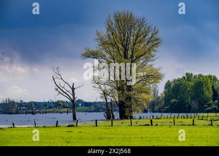 Bislicher Insel, Naturschutzgebiet am Niederrhein bei Xanten, entstanden aus Altrheinarmen, Kies- und Baggerseen, große Artenvielfalt, und naturnahe Auenlandschaft, NRW, Deutschland, Biseller Insel *** Biseller Insel, Naturschutzgebiet am Niederrhein bei Xanten, gebildet aus altem Rheinarm, Kies- und Steinbruchteichen, großer Artenvielfalt und naturnaher Auenlandschaft, NRW, Deutschland, Bislicher Insel Stockfoto