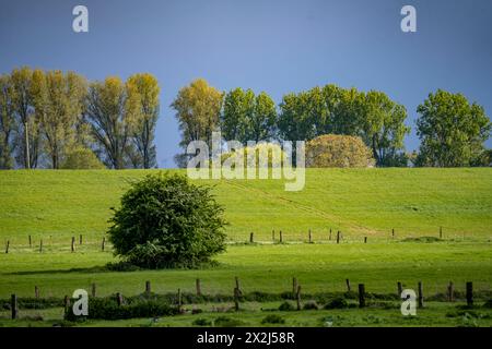 Bislicher Insel, Naturschutzgebiet am Niederrhein bei Xanten, entstanden aus Altrheinarmen, Kies- und Baggerseen, große Artenvielfalt, und naturnahe Auenlandschaft, NRW, Deutschland, Biseller Insel *** Biseller Insel, Naturschutzgebiet am Niederrhein bei Xanten, gebildet aus altem Rheinarm, Kies- und Steinbruchteichen, großer Artenvielfalt und naturnaher Auenlandschaft, NRW, Deutschland, Bislicher Insel Stockfoto