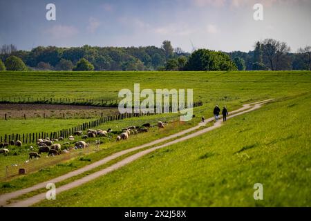 Bislicher Insel, Naturschutzgebiet am Niederrhein bei Xanten, entstanden aus Altrheinarmen, Kies- und Baggerseen, große Artenvielfalt, und naturnahe Auenlandschaft, NRW, Deutschland, Biseller Insel *** Biseller Insel, Naturschutzgebiet am Niederrhein bei Xanten, gebildet aus altem Rheinarm, Kies- und Steinbruchteichen, großer Artenvielfalt und naturnaher Auenlandschaft, NRW, Deutschland, Bislicher Insel Stockfoto