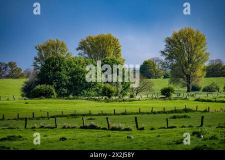 Bislicher Insel, Naturschutzgebiet am Niederrhein bei Xanten, entstanden aus Altrheinarmen, Kies- und Baggerseen, große Artenvielfalt, und naturnahe Auenlandschaft, NRW, Deutschland, Biseller Insel *** Biseller Insel, Naturschutzgebiet am Niederrhein bei Xanten, gebildet aus altem Rheinarm, Kies- und Steinbruchteichen, großer Artenvielfalt und naturnaher Auenlandschaft, NRW, Deutschland, Bislicher Insel Stockfoto