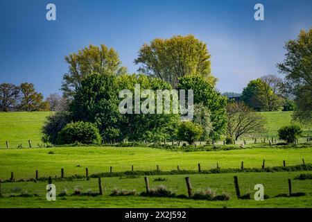 Bislicher Insel, Naturschutzgebiet am Niederrhein bei Xanten, entstanden aus Altrheinarmen, Kies- und Baggerseen, große Artenvielfalt, und naturnahe Auenlandschaft, NRW, Deutschland, Biseller Insel *** Biseller Insel, Naturschutzgebiet am Niederrhein bei Xanten, gebildet aus altem Rheinarm, Kies- und Steinbruchteichen, großer Artenvielfalt und naturnaher Auenlandschaft, NRW, Deutschland, Bislicher Insel Stockfoto