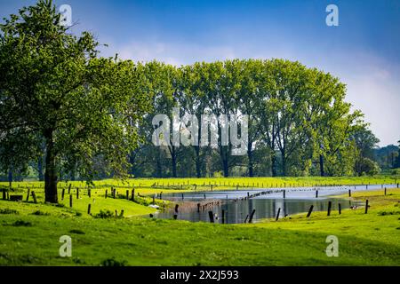 Bislicher Insel, Naturschutzgebiet am Niederrhein bei Xanten, entstanden aus Altrheinarmen, Kies- und Baggerseen, große Artenvielfalt, und naturnahe Auenlandschaft, NRW, Deutschland, Biseller Insel *** Biseller Insel, Naturschutzgebiet am Niederrhein bei Xanten, gebildet aus altem Rheinarm, Kies- und Steinbruchteichen, großer Artenvielfalt und naturnaher Auenlandschaft, NRW, Deutschland, Bislicher Insel Stockfoto