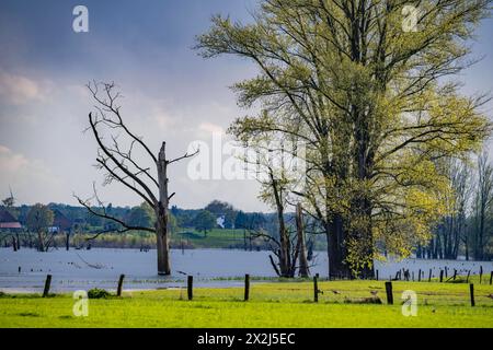 Bislicher Insel, Naturschutzgebiet am Niederrhein bei Xanten, entstanden aus Altrheinarmen, Kies- und Baggerseen, große Artenvielfalt, und naturnahe Auenlandschaft, NRW, Deutschland, Biseller Insel *** Biseller Insel, Naturschutzgebiet am Niederrhein bei Xanten, gebildet aus altem Rheinarm, Kies- und Steinbruchteichen, großer Artenvielfalt und naturnaher Auenlandschaft, NRW, Deutschland, Bislicher Insel Stockfoto