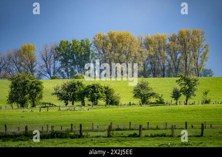 Bislicher Insel, Naturschutzgebiet am Niederrhein bei Xanten, entstanden aus Altrheinarmen, Kies- und Baggerseen, große Artenvielfalt, und naturnahe Auenlandschaft, NRW, Deutschland, Biseller Insel *** Biseller Insel, Naturschutzgebiet am Niederrhein bei Xanten, gebildet aus altem Rheinarm, Kies- und Steinbruchteichen, großer Artenvielfalt und naturnaher Auenlandschaft, NRW, Deutschland, Bislicher Insel Stockfoto