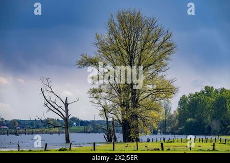 Bislicher Insel, Naturschutzgebiet am Niederrhein bei Xanten, entstanden aus Altrheinarmen, Kies- und Baggerseen, große Artenvielfalt, und naturnahe Auenlandschaft, NRW, Deutschland, Biseller Insel *** Biseller Insel, Naturschutzgebiet am Niederrhein bei Xanten, gebildet aus altem Rheinarm, Kies- und Steinbruchteichen, großer Artenvielfalt und naturnaher Auenlandschaft, NRW, Deutschland, Bislicher Insel Stockfoto