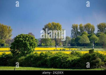 Bislicher Insel, Naturschutzgebiet am Niederrhein bei Xanten, entstanden aus Altrheinarmen, Kies- und Baggerseen, große Artenvielfalt, und naturnahe Auenlandschaft, NRW, Deutschland, Biseller Insel *** Biseller Insel, Naturschutzgebiet am Niederrhein bei Xanten, gebildet aus altem Rheinarm, Kies- und Steinbruchteichen, großer Artenvielfalt und naturnaher Auenlandschaft, NRW, Deutschland, Bislicher Insel Stockfoto