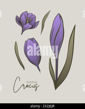 Botanischer farbiger Satz von Linienillustration von Krokusblumen für Hochzeitseinladungen und Karten, Logo-Design, Web, soziale Medien und Poster, Vorlage, Anzeige Stock Vektor