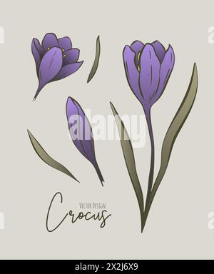Botanischer farbiger Satz von Linienillustration von Krokusblumen für Hochzeitseinladungen und Karten, Logo-Design, Web, soziale Medien und Poster, Vorlage, Anzeige Stock Vektor