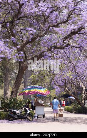 Jacaranda-Bäume blühen, Jacaranda mimosifolia, im Sommer, mit violetten Blüten, Chapultepec Park; Mexiko-Stadt Mexiko Stockfoto