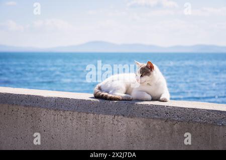 Niedliche weiße Katze liegt auf einer Betonmauer am Strand am Meer. Urlaub, Sommerkonzept Stockfoto