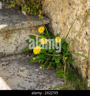 Gelber Löwenzahn wächst aus den Rissen einer Betonmauer auf Treppen. Life-Konzept Stockfoto