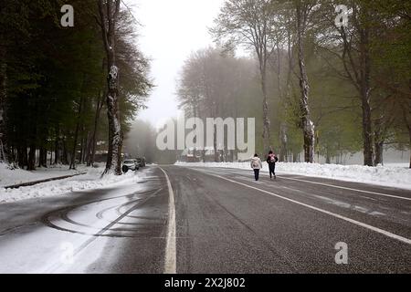 Bocca Della Selva, Italien. April 2024. Zwei Leute laufen auf der Straße durch die verschneite Landschaft. Am 21. April bedeckte der starke Schneefall die Bocca della Selva, ein Weiler in der Gemeinde Cusano Mutri, die auf etwa 1400 Metern über dem Meeresspiegel liegt. Die starken Regenfälle betrafen ganz Mittel- und Süditalien. Bocca Della Selva, 22. April 2024. (Foto: Vincenzo Izzo/SIPA USA). Quelle: SIPA USA/Alamy Live News Stockfoto