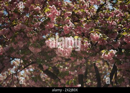 Zarte rosa Blüten eines Zierkirschbaums in voller Blüte. Das Laub ist üppig grün-gelb. Im Hintergrund gibt es extremes wirbeliges Bokeh Stockfoto