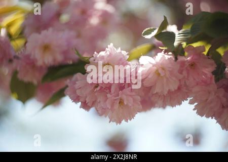 Zarte rosa Blüten eines Zierkirschbaums in voller Blüte. Das Laub ist üppig grün-gelb. Im Hintergrund gibt es extremes wirbeliges Bokeh Stockfoto