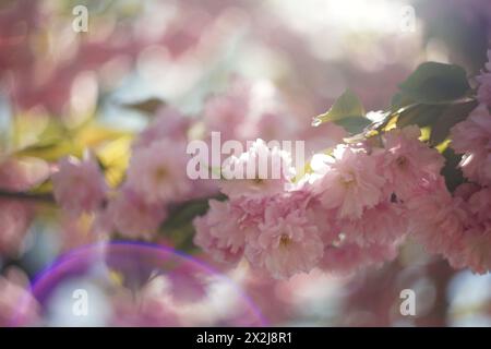 Zarte rosa Blüten eines Zierkirschbaums in voller Blüte. Das Laub ist üppig grün-gelb. Im Hintergrund gibt es extremes wirbeliges Bokeh Stockfoto