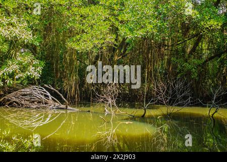 Mangrovenhabitat geteilter Blick über und unter der Wasseroberfläche, Laub mit Wurzeln und Fischschwärme unter Wasser in Sri Lanka Stockfoto