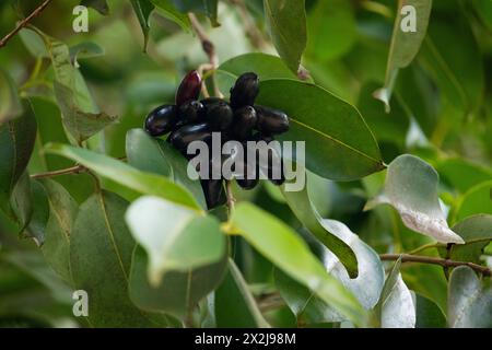 Frucht von Syzygium cumini, allgemein bekannt Malabar Pflaume, Java Pflaume, schwarze Pflaume, Jamblang, Juwet, Jambul Jambolan ist eine immergrüne tropische Baumblüte Stockfoto