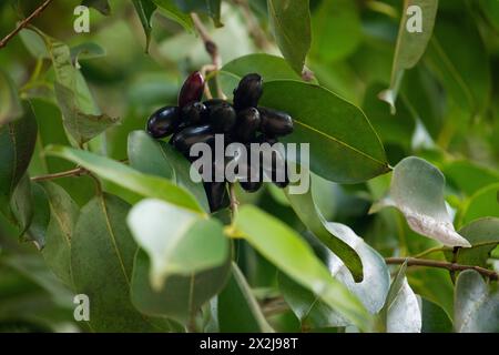 Frucht von Syzygium cumini, allgemein bekannt Malabar Pflaume, Java Pflaume, schwarze Pflaume, Jamblang, Juwet, Jambul Jambolan ist eine immergrüne tropische Baumblüte Stockfoto