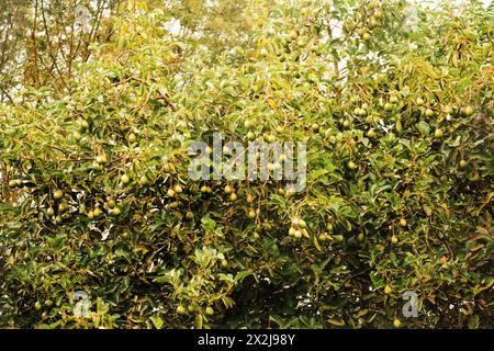 Grüne Hass-Avocados-Früchte hängen im Baum. Grüne Avocadofrüchte Reifen auf einem Baum in Afrika Stockfoto