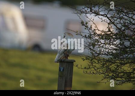Barn Owl (Tyto alba) am Flamborough Head in the East Riding of Yorkshire, Großbritannien Stockfoto