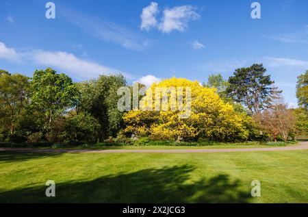 Frisches goldenes Frühlingslaub aus roter Eiche Quercus rubra „Aurea“ in neuem Blatt im RHS Garden, Wisley, Surrey, Südosten Englands im Frühjahr Stockfoto