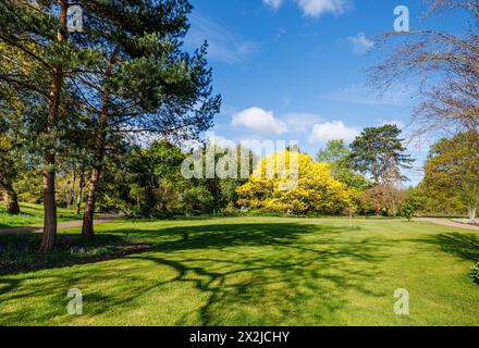Frisches goldenes Frühlingslaub aus roter Eiche Quercus rubra „Aurea“ in neuem Blatt im RHS Garden, Wisley, Surrey, Südosten Englands im Frühjahr Stockfoto