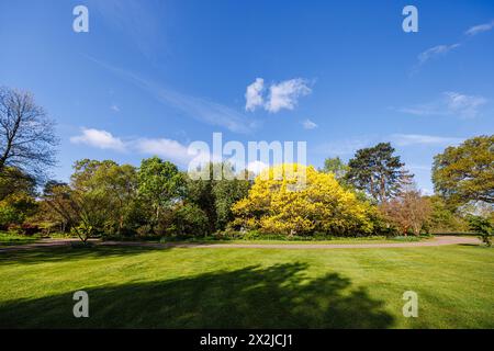 Frisches goldenes Frühlingslaub aus roter Eiche Quercus rubra „Aurea“ in neuem Blatt im RHS Garden, Wisley, Surrey, Südosten Englands im Frühjahr Stockfoto
