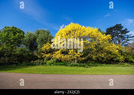 Frisches goldenes Frühlingslaub aus roter Eiche Quercus rubra „Aurea“ in neuem Blatt im RHS Garden, Wisley, Surrey, Südosten Englands im Frühjahr Stockfoto