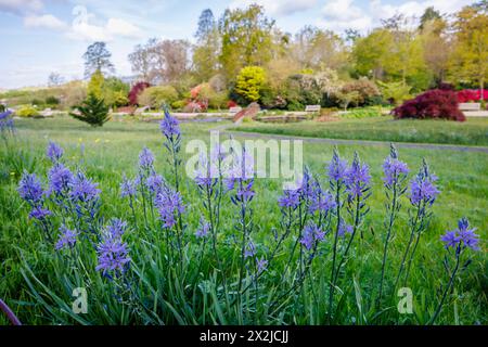 Camassia leichtinii subsp. Suksdorfii caerulea Group blüht im Frühjahr im RHS Garden, Wisley, Surrey, Südosten Englands Stockfoto