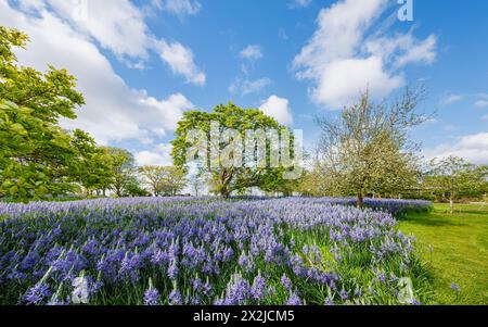 Camassia leichtinii subsp. Suksdorfii caerulea Group blüht im Frühjahr im RHS Garden, Wisley, Surrey, Südosten Englands Stockfoto