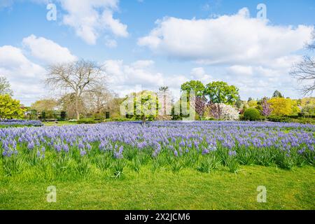 Camassia leichtinii subsp. Suksdorfii caerulea Group blüht im Frühjahr im RHS Garden, Wisley, Surrey, Südosten Englands Stockfoto